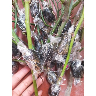 combo 10 cành chiết hồng cổ