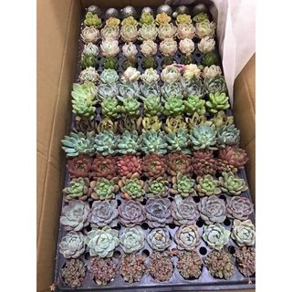 Sen đá mini giá chỉ từ 10k,sen đá mix vỉ 10 cây