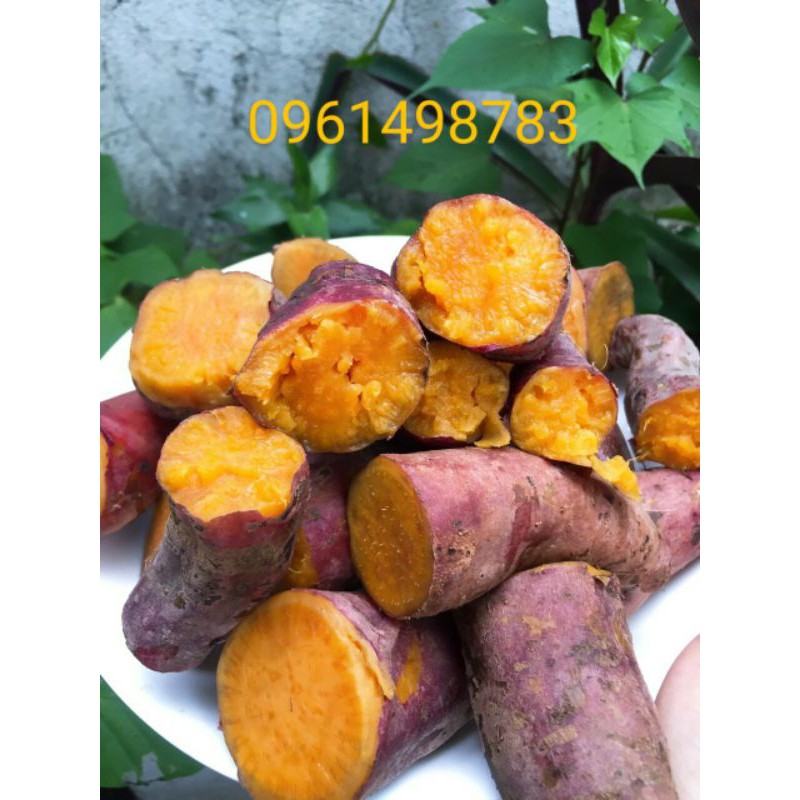 khoai lang mật Tà Nung-Đà Lạt size 6-8 củ 1kg. Combo 5kg