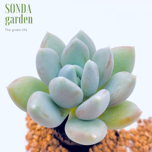 Sen đá sỏi xanh SONDA GARDEN size mini 2.5-4cm, xuất xứ Đà Lạt, khoẻ đẹp, lỗi 1 đổi 1