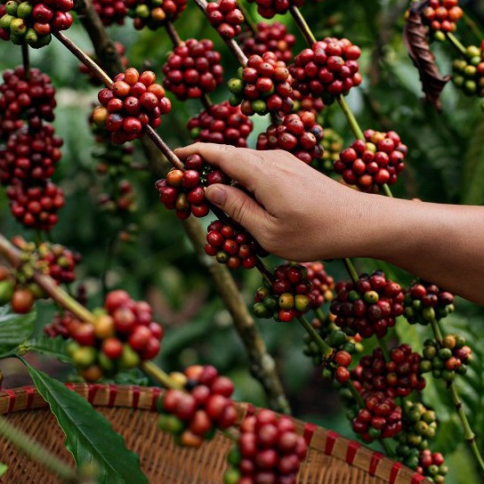 Cà phê Arabica cao cấp - Hương vị phong phú - nguyên chất 100% - gói 250gr - Belvico coffee