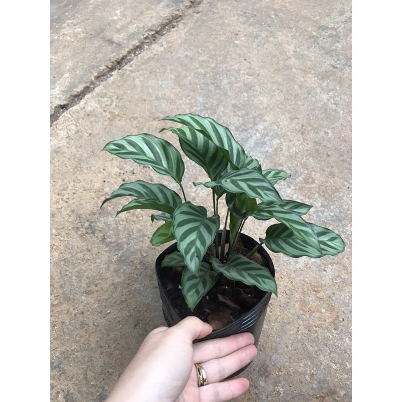 Chậu cứng Đuôi công xanh Freddie