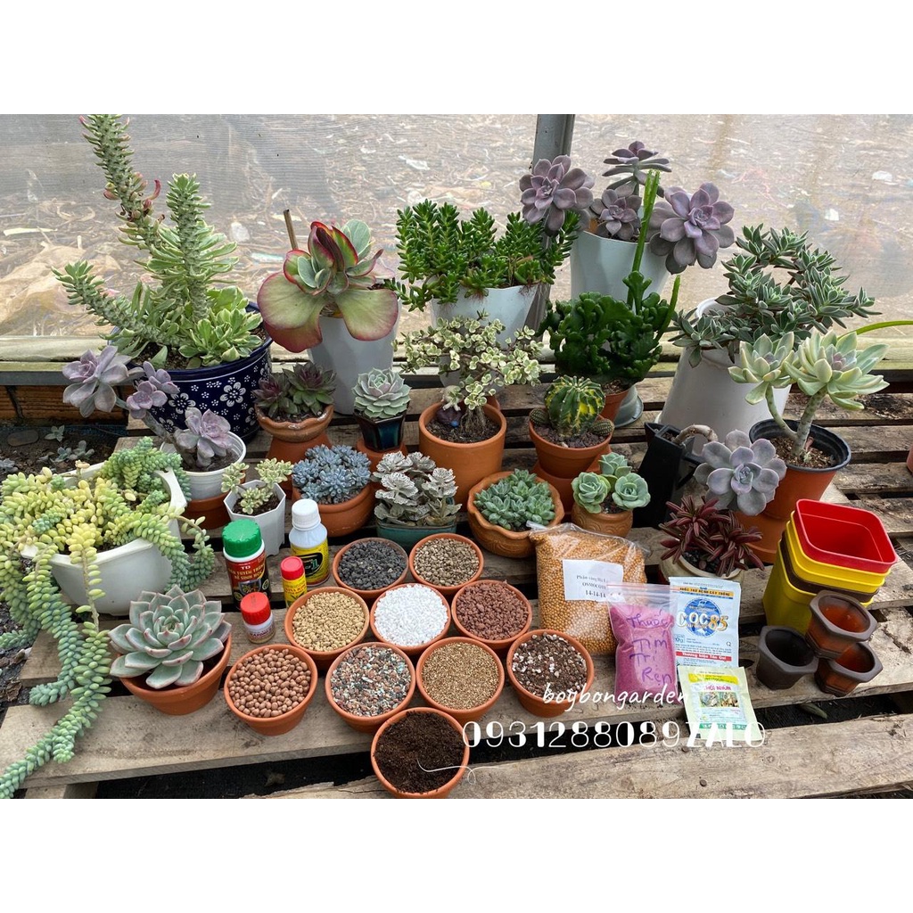 COMBO 10 CÂY XƯƠNG RỒNG ASTER 1-2CM🌵 ❣   ⚡  ❤   ✈