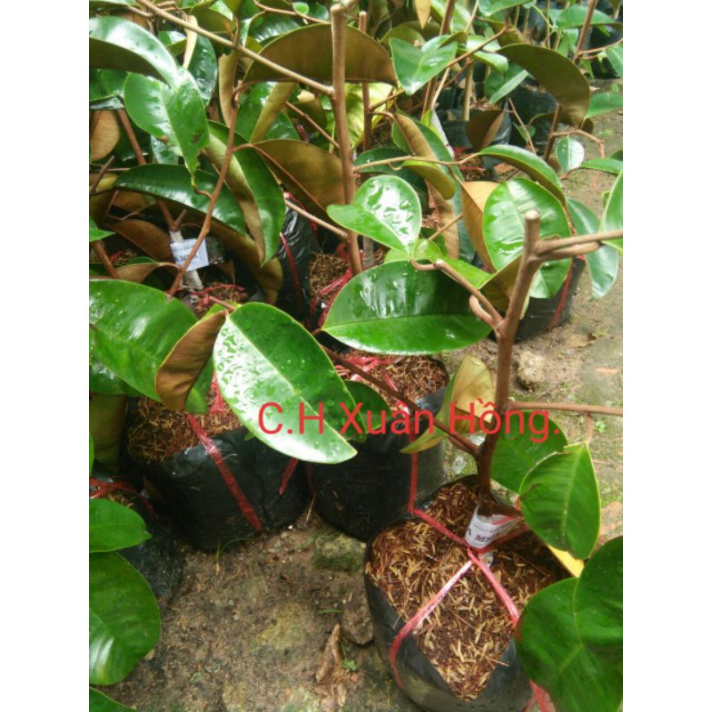 Cây vú sữa tím mica, không mủ, cây có quả