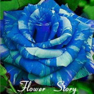 Hạt giống hoa hồng sọc xanh