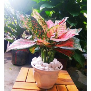 Cây Vạn Lộc Chậu Sứ Để Bàn