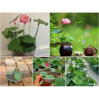 hạt giống sen mini nhật ( 10 hạt )