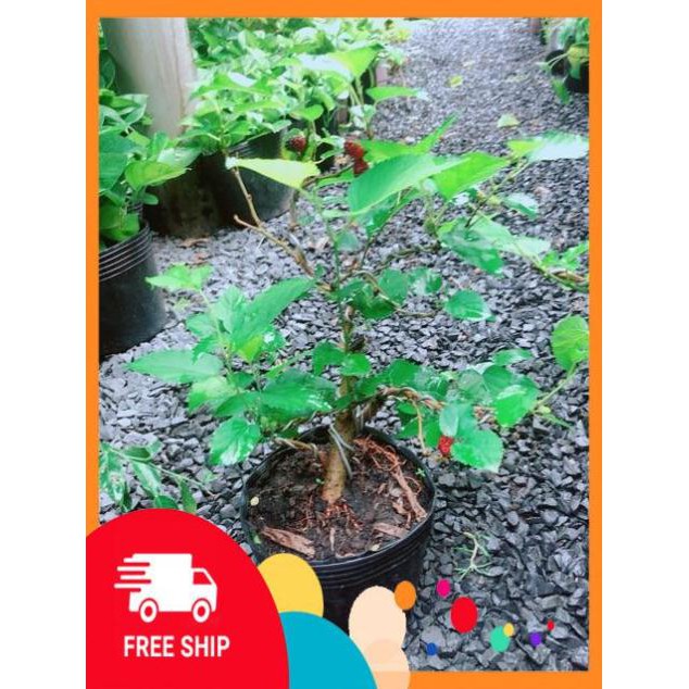 Cây Dâu Bonsai