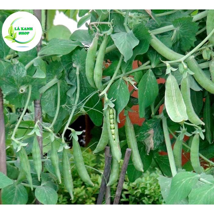 Hạt Giống Đậu Hà Lan Lấy Hạt Năng Suất Cao, Trồng Quanh Năm ( gói 20 gr) - Hạt giống Rạng Đông