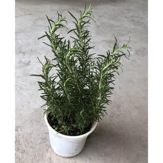 Chậu cây hương thảo - Rosemary - Rosmarinus officinalis L-vườn của boss