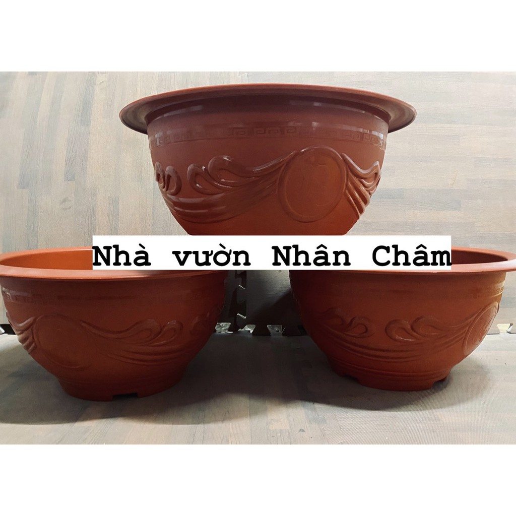 Chậu chuyên dụng trồng sen súng T38 không lỗ