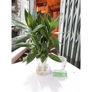 Cây Phát Tài Búp Sen (Thủy Sinh)