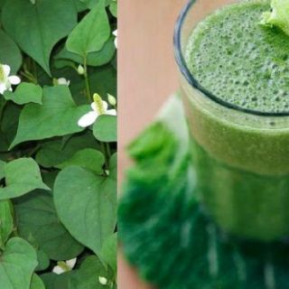 Cây diếp cá ( bầu 5 cây)