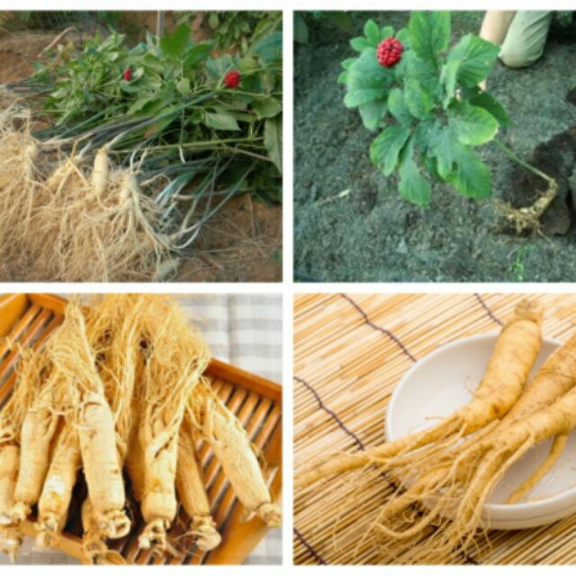 Hạt giống nhân sâm