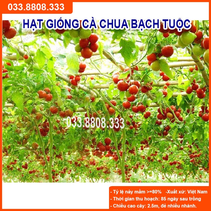 Hạt giống cà chua bạch tuộc -cà chua quả to