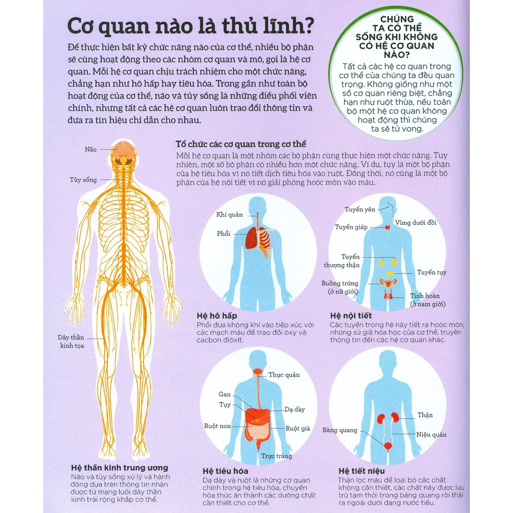 Sách Nhã Nam - How the body works - Hiểu hết về cơ thể