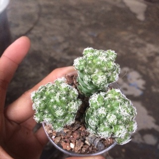 Xương rồng nhện