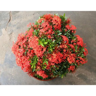 bầu hoa mẫu đơn đỏ mỹ(hoa trang hồng đỏ), gửi đi nguyên bầu cây giống. hoặc mixx đủ màu