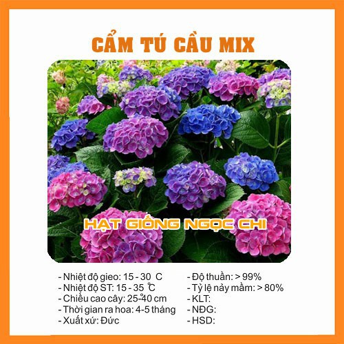 Hạt Giống Hoa Cẩm Tú Cầu - 10 Hạt