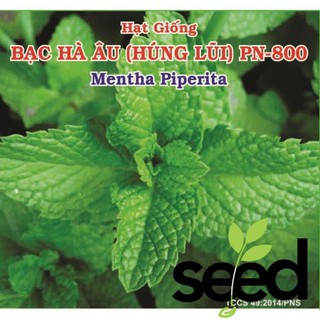 Hạt Giống Bạc Hà Âu (Mentha Piperita) Phú Nông - Giống Rất Thơm