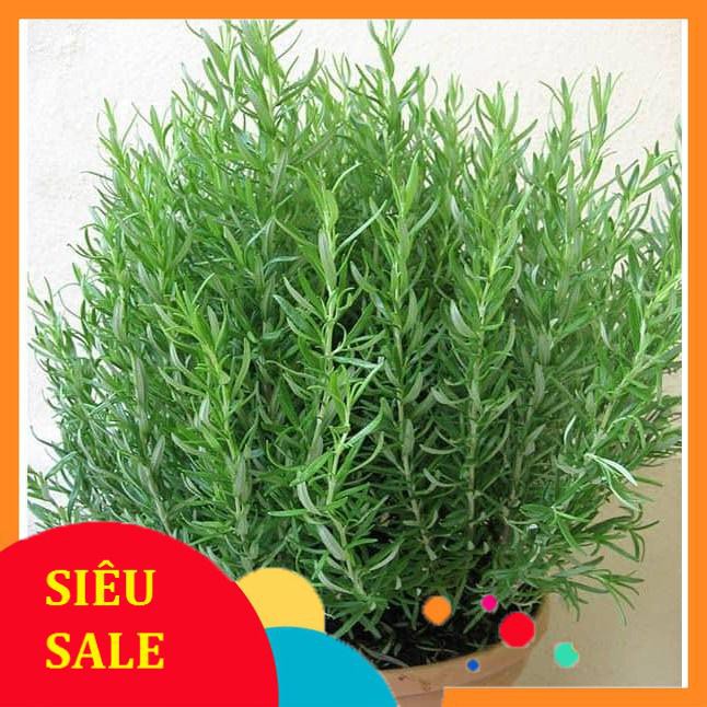 Hạt Giống Hương Thảo Rosemary (50 Hạt) - [MUA 3 TẶNG 1 CÙNG LOẠI] -  Dễ Trồng, Gia Vị Thơm, Đuổi Muỗi