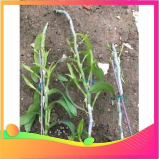 [Hàng chuẩn zin]Kích kie duy đỏ - Thần dược cho hoa lan (kieDuy Pro)