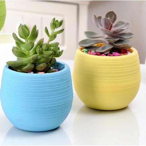 Chậu trồng cây sen đá đẹp đủ màu sắc- chậu nhựa trồng cây hoa sen đá loại 1 giá rẻ đẹp