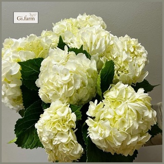 Hoa cẩm tú cầu trắng (1 bông)| Ship hỏa tốc| Hoa tươi Gi.farm