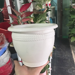 Chậu nhựa trắng trồng cây loại dày (16x20cm)