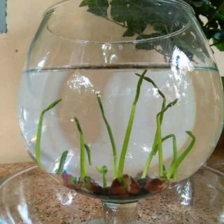 8 Hạt giống sen nhật mini nhiều màu
