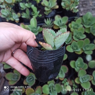 Cây lá bỏng. Cây sống đời