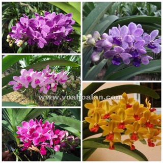 Lan Ngọc Điểm Lai Vanda - Hoa Thơm, To - Cây Con