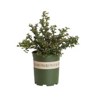 Chậu nhựa trồng hoa cây cảnh Monrovia 2 GAL