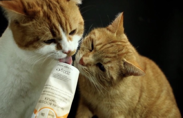 [𝐆𝐢𝐚́ 𝐡𝐮𝐲̉ 𝐝𝐢𝐞̣̂𝐭] Gimcat Gel ding dưỡng Vitamin tăng hệ miễn dịch cho mèo mọi lứa tuổi tuýp 50GR , 200GR