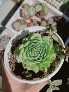 Sen đá size lớn ( được chọn mẫu)
