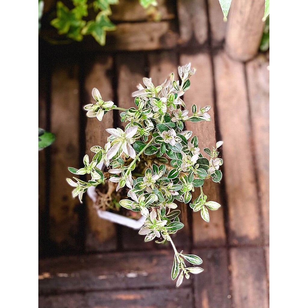 Cây Serissa japonica Snow Leaves (Lục Nguyệt Tuyết) Bonsai rễ trần