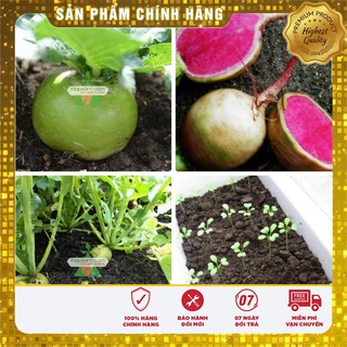 Hạt giống Củ cải tròn xanh ruột đỏ Thái Lan Ngon hơn Đẹp hơn( gói 2 gam)