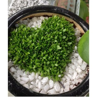 Hạt giống Cỏ may mắn