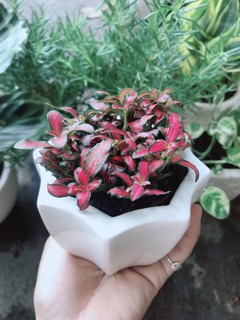 Chậu cây cẩm nhung ( cây may mắn)