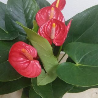 Cây hồng môn đỏ size to