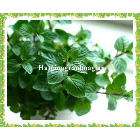 Hạt giống bạc hà peppermint tặng kèm kích mầm
