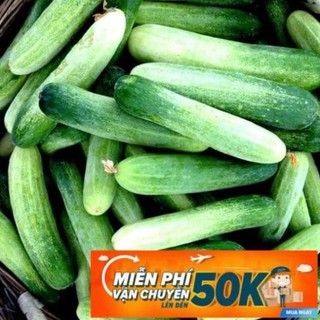 1g Hạt giống Dưa leo (tặng gói kích nẩy mầm và hướng dẫn) LuckyseadTG