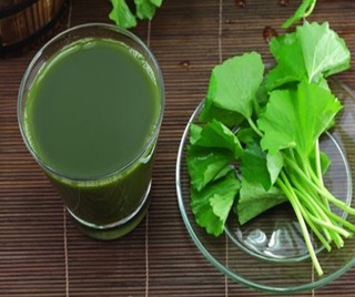 Hạt giống rau má