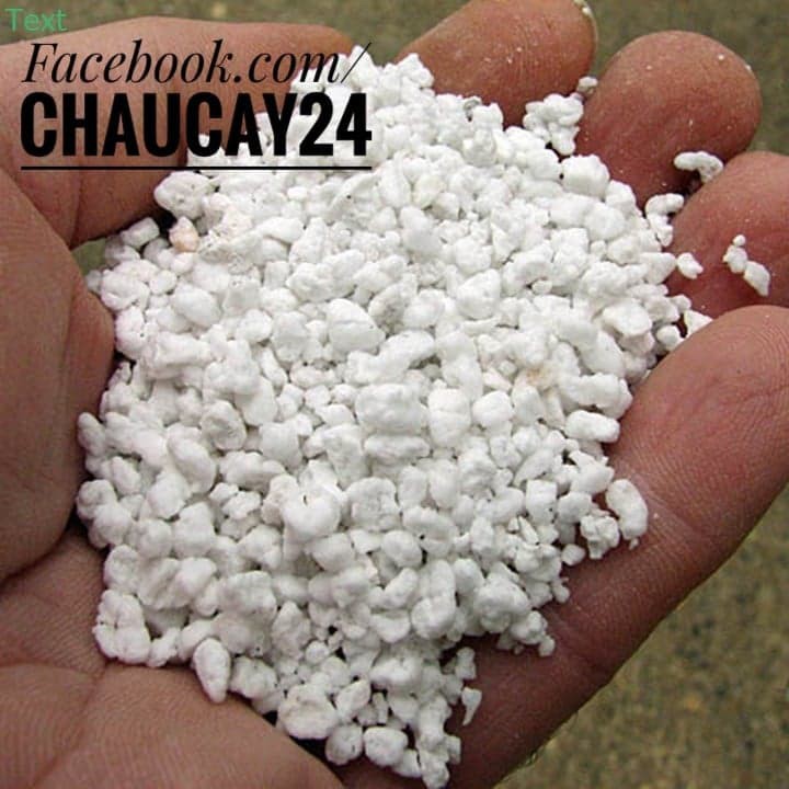 Đá perlite (đá trân châu) trồng cây cảnh để bàn, trồng rau, giá thể trộn đất trồng sen đá, xương rồng