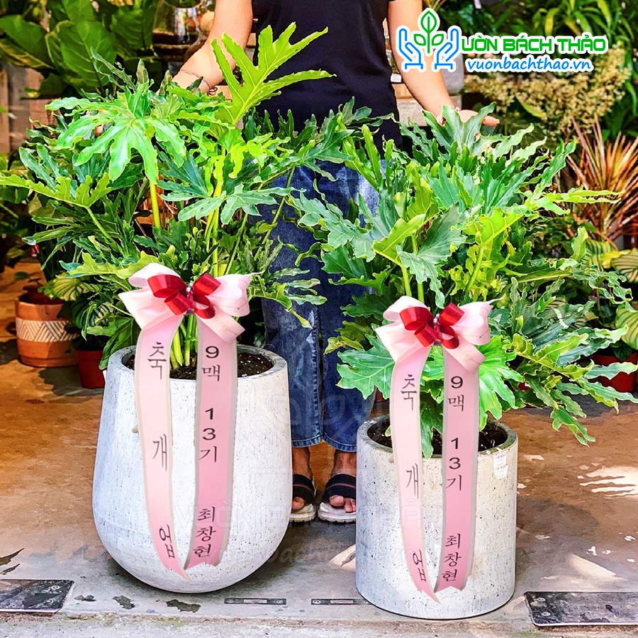 Cây trầu bà thanh xuân trồng chậu đá mài