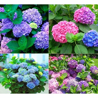 Hạt giống hoa Cẩm tú cầu
