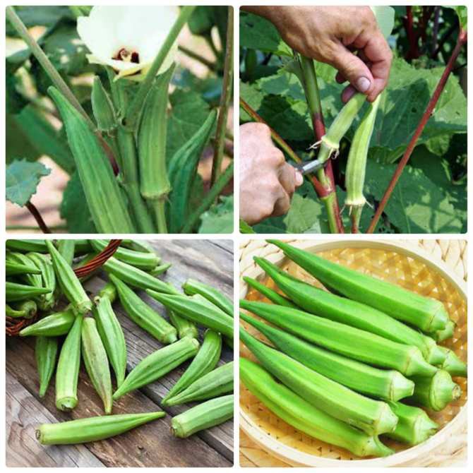 Hạt giống đậu bắp xanh