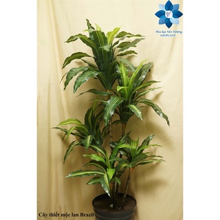 Cây Giả 🌺 Cây Thiết Mộc Lan Brazil 1,7m