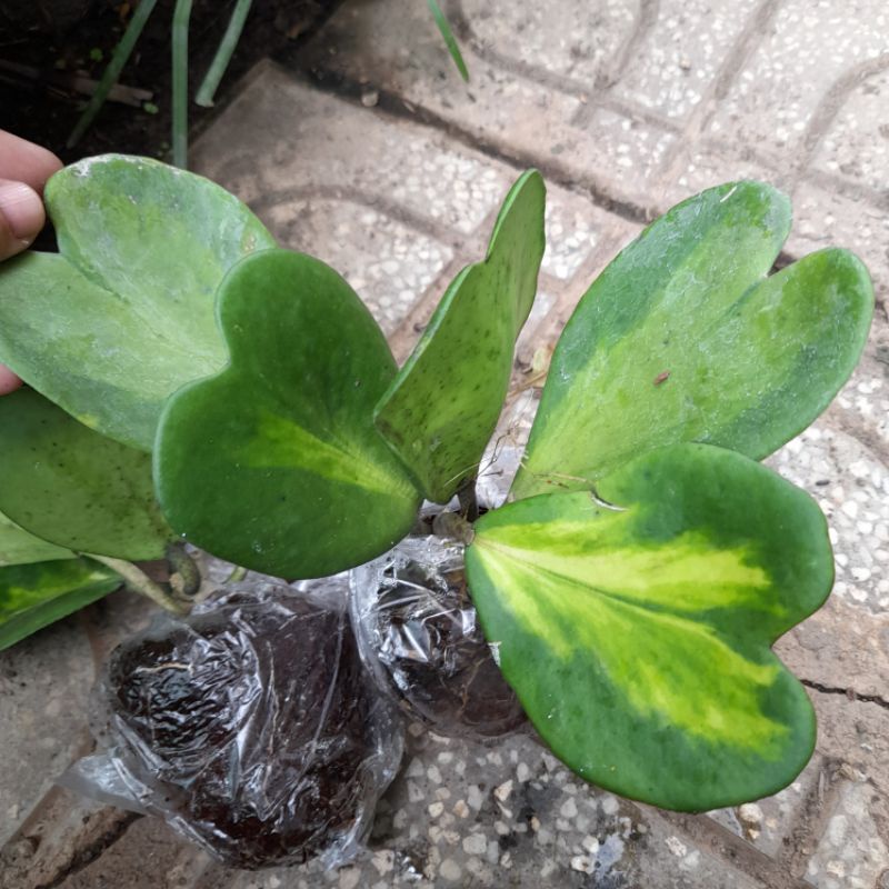 Cẩm cù lá tim viền đẹp dễ trồng