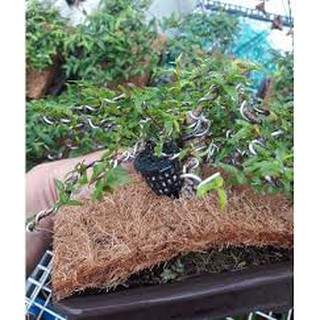 Rọ đựng phân tan chậm cho lan, cây cảnh... (bịch 10 cái) 818